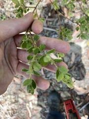 Pimelea altior