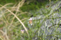 Petrorhagia nanteuilii