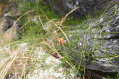 Petrorhagia nanteuilii