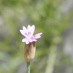 Petrorhagia nanteuilii