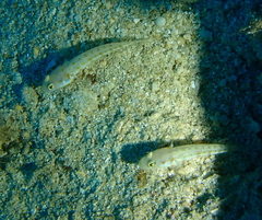 Valenciennea puellaris