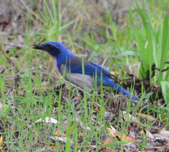 Aphelocoma insularis