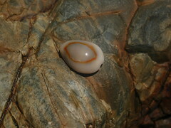 Monetaria annulus