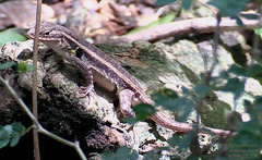 Sceloporus variabilis marmoratus