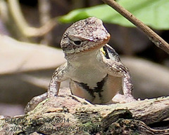 Sceloporus variabilis marmoratus