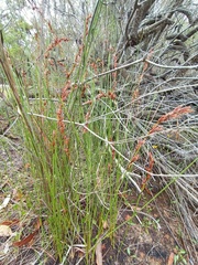 Schoenus brevifolius