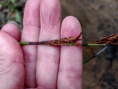 Schoenus brevifolius
