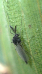 Orthocladiinae