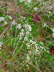 Baeckea linifolia