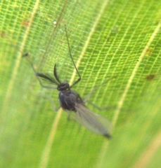 Orthocladiinae