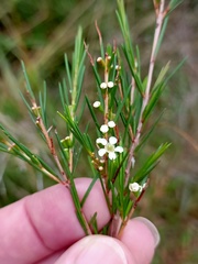 Baeckea linifolia