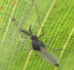 Orthocladiinae