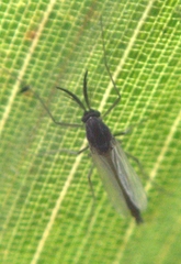 Orthocladiinae
