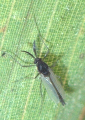 Orthocladiinae