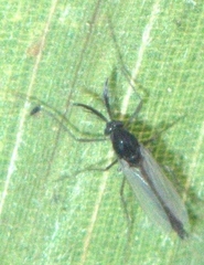 Orthocladiinae