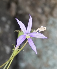 Lithotoma axillaris
