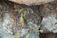 Lithotoma axillaris