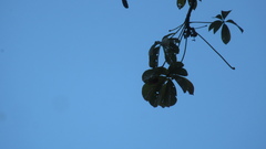 Pseudobombax septenatum