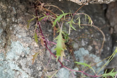 Lithotoma axillaris