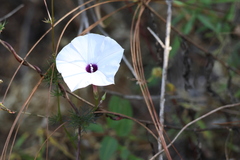 Ipomoea perpartita