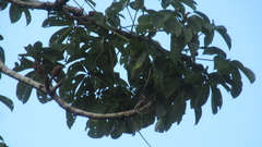 Pseudobombax septenatum