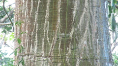 Pseudobombax septenatum