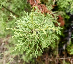 Juniperus californica