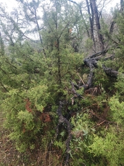 Juniperus californica