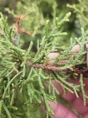 Juniperus californica
