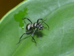 Polyrhachis cupreata