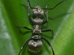 Polyrhachis cupreata