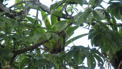 Pseudobombax septenatum