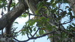 Pseudobombax septenatum