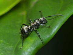 Polyrhachis cupreata