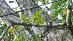 Pseudobombax septenatum