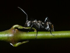 Polyrhachis cupreata