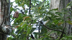 Pseudobombax septenatum