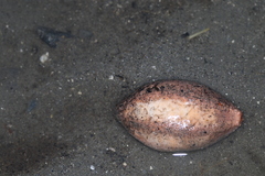 Cucumaria frondosa