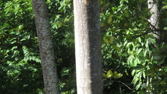 Schizolobium parahyba