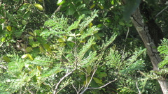 Schizolobium parahyba