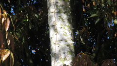 Zanthoxylum acuminatum