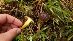 Xerocomellus diffractus