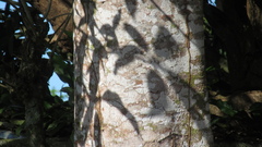 Zanthoxylum acuminatum