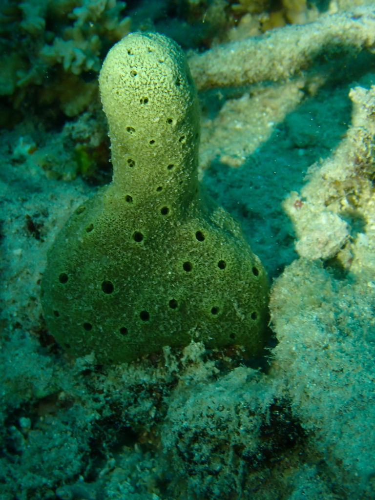 Amphimedon paraviridis