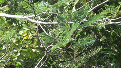 Schizolobium parahyba