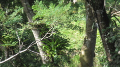 Schizolobium parahyba