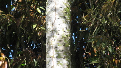 Zanthoxylum acuminatum