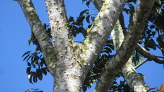 Zanthoxylum acuminatum