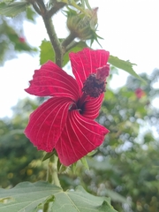 Hibiscus uncinellus
