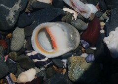 Nerita erythrostoma